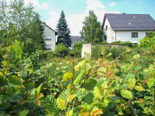 GRUNDST�CK-MW 81 D BAUGRUNDST�CK IN GUTER LAGE VON HEDDESHEIM